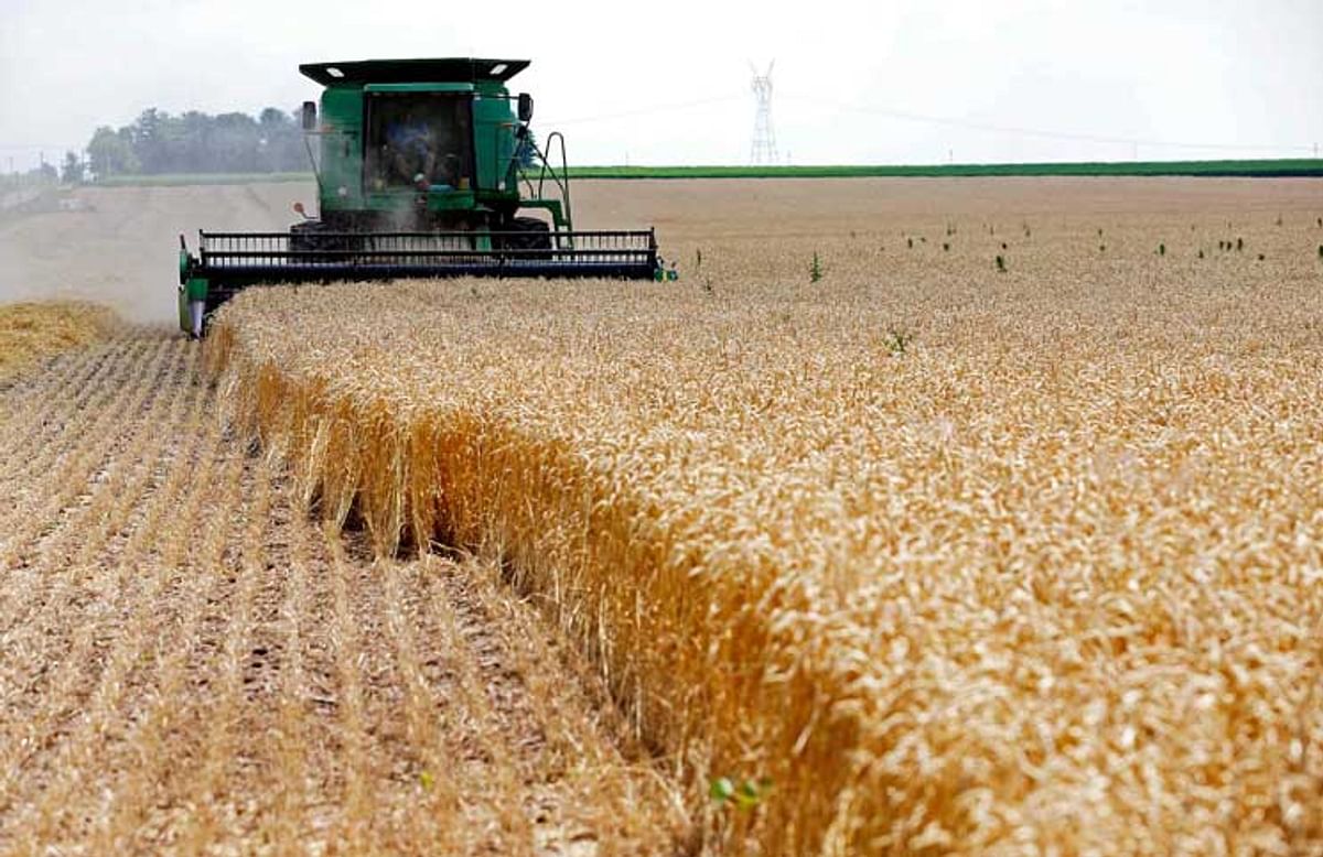 انخفاض حصاد الحبوب الأوكرانية 40% بسبب الحرب